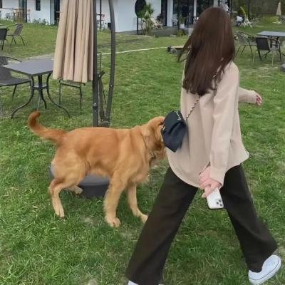飞驰中的马